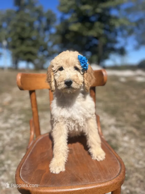 Luna 0779 – Goldendoodle puppy for sale in Cabool, MO