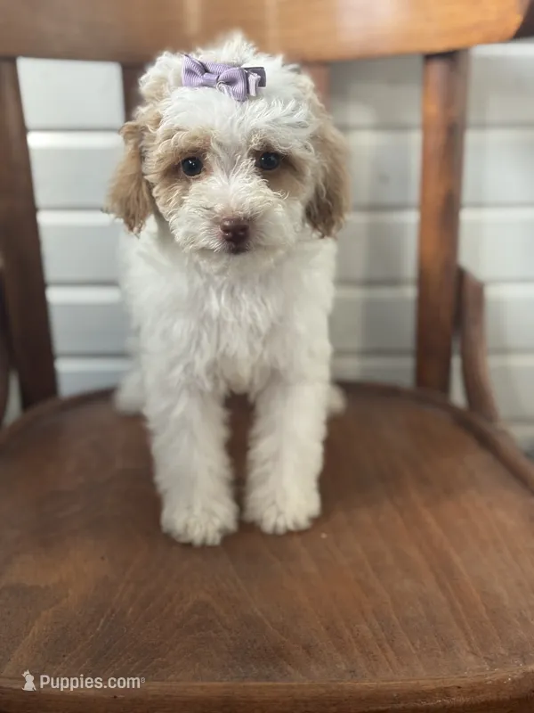Sammie 3556 – Cavapoo puppy for sale in Cabool, MO