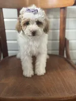 Sammie 3556, a female Cavapoo for sale in Cabool, MO – 1 of 2