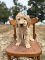 Luna 0779, a female Goldendoodle for sale in Cabool, MO – 1 of 1