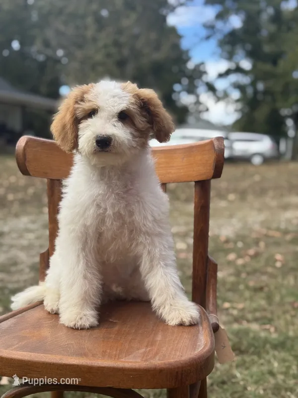 Duke 1574 – Miniature Goldendoodle puppy for sale in Cabool, MO