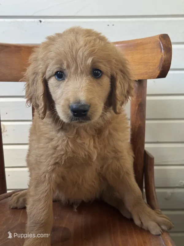 Bailey 0212 – Goldendoodle puppy for sale in Cabool, MO