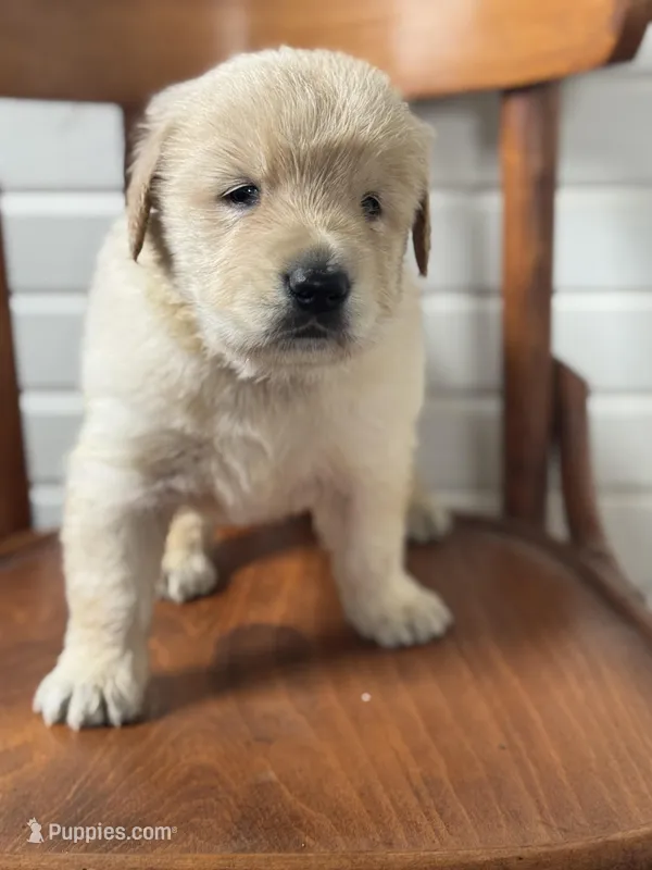 Ben – Golden Retriever puppy for sale in Cabool, MO