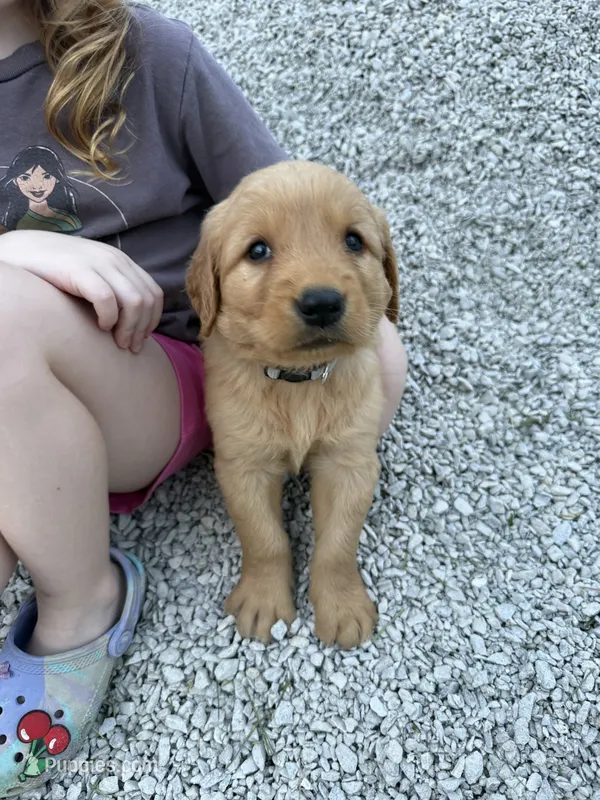 Jack – Golden Retriever puppy for sale in Cabool, MO