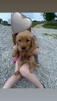 Jack, a male Golden Retriever for sale in Cabool, MO – 2 of 3