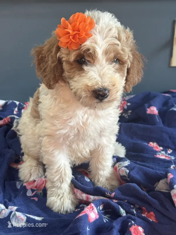 Dixie 1407 – Miniature Goldendoodle puppy for sale in Cabool, MO