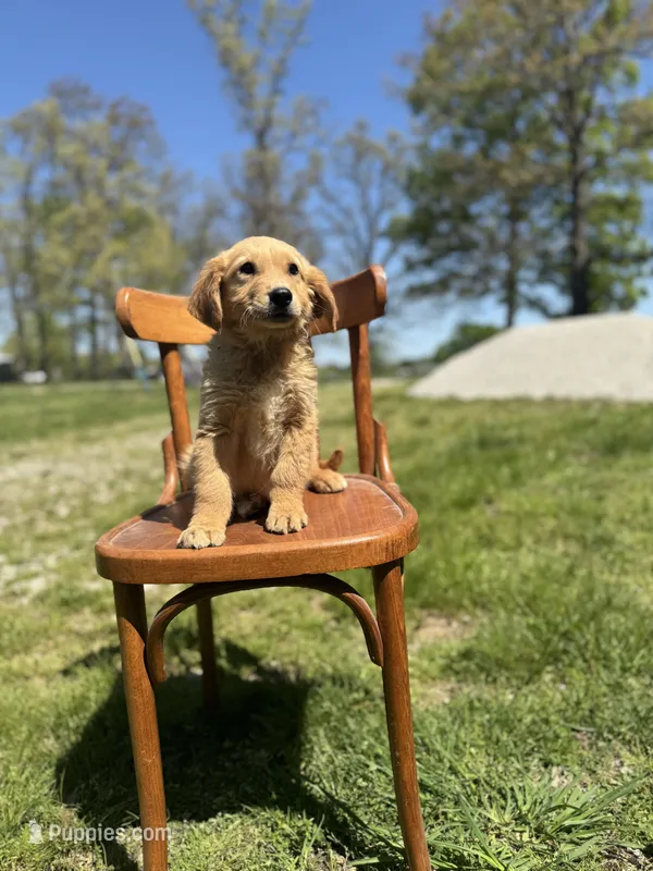 Boyd – Golden Retriever puppy for sale in Cabool, MO