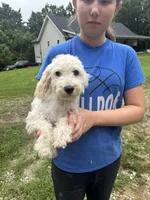 Ace, a male Poodle - Miniature  for sale in Cabool, MO – 2 of 2