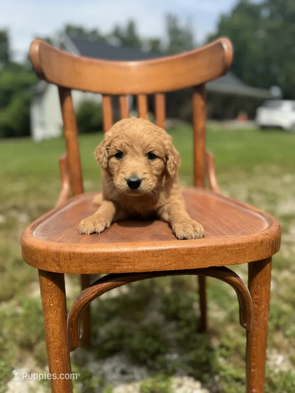 Bailey 0212 – Goldendoodle puppy for sale in Cabool, MO