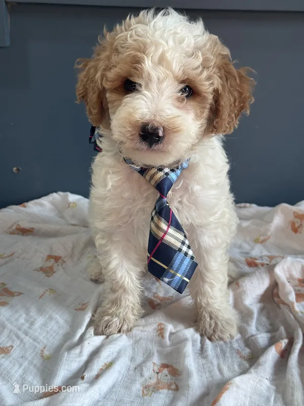 Duke 1574 – Miniature Goldendoodle puppy for sale in Cabool, MO