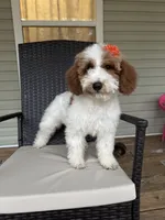 Dixie 1407, a female Miniature Goldendoodle for sale in Cabool, MO – 3 of 3