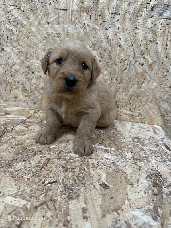 Jolene purple – Golden Retriever puppy for sale in Cabool, MO