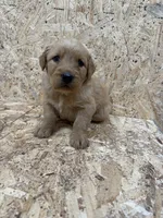 Jolene purple, a female Golden Retriever for sale in Cabool, MO – 1 of 2