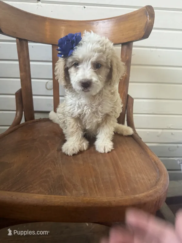 Hannah 6263 – Miniature Aussiedoodle puppy for sale in Cabool, MO