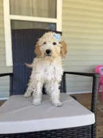 Leslie 0377, a female Goldendoodle for sale in Cabool, MO – 2 of 3