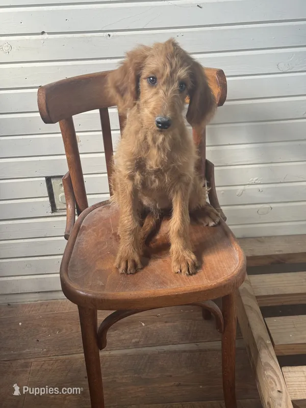 Ashlinn 6187 – Goldendoodle puppy for sale in Cabool, MO
