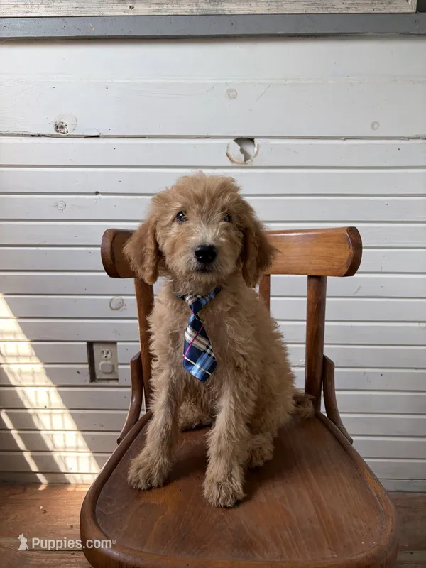 Alex 8124 – Goldendoodle puppy for sale in Cabool, MO