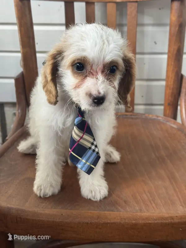Scotty 3900 – Cavapoo puppy for sale in Cabool, MO