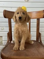 Abby 0058, a female Goldendoodle for sale in Cabool, MO – 4 of 7