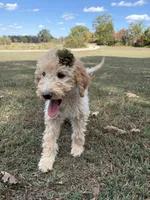 Luna 0779, a female Goldendoodle for sale in Cabool, MO – 2 of 2