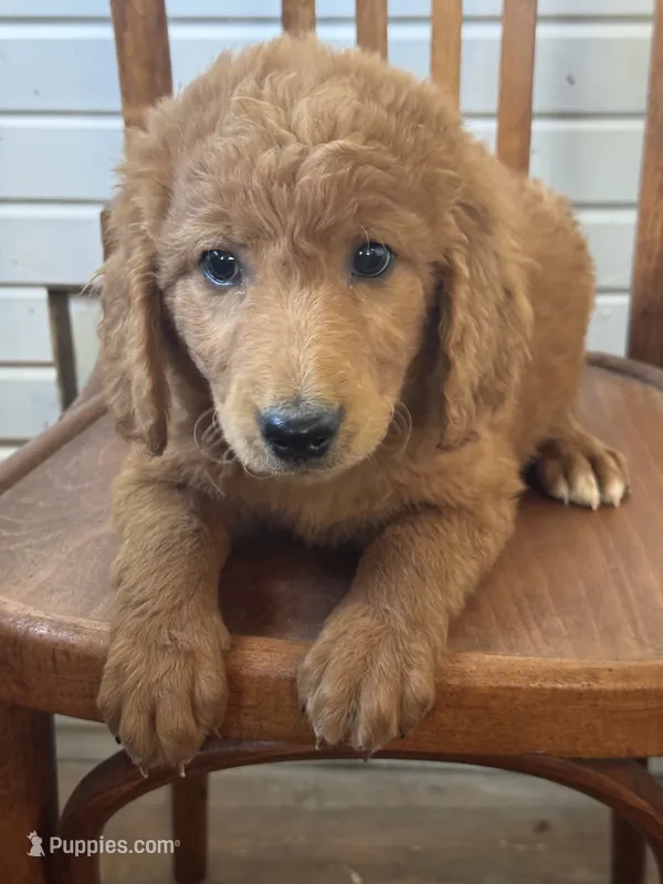 Braxton 0049 – Goldendoodle puppy for sale in Cabool, MO