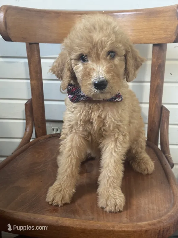 Alex 8124 – Goldendoodle puppy for sale in Cabool, MO