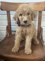 Alex 8124, a male Goldendoodle for sale in Cabool, MO – 5 of 6