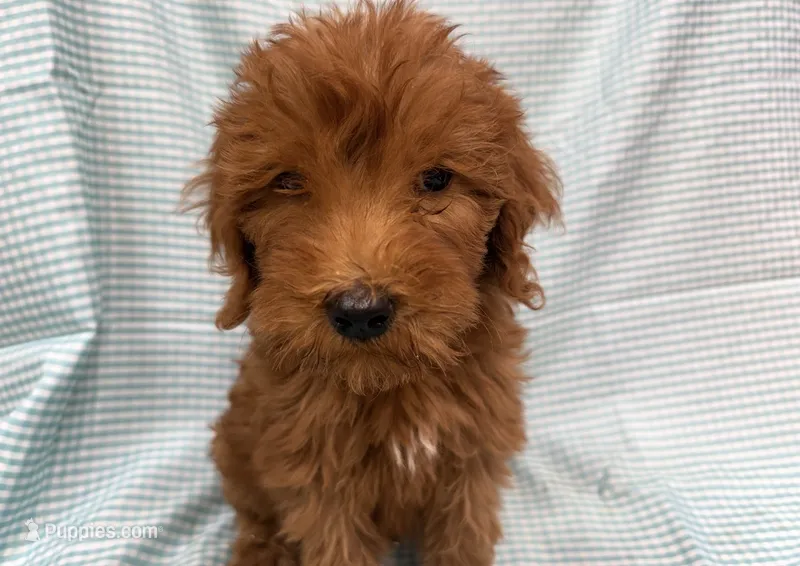 Percy 1165 – Goldendoodle puppy for sale in Cabool, MO