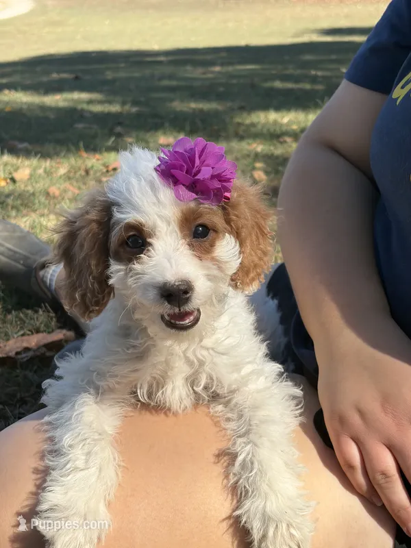 Sammie 3556 – Cavapoo puppy for sale in Cabool, MO
