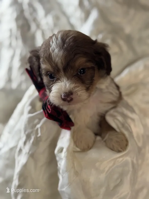 Wesley 1093 – Miniature Aussiedoodle puppy for sale in Cabool, MO