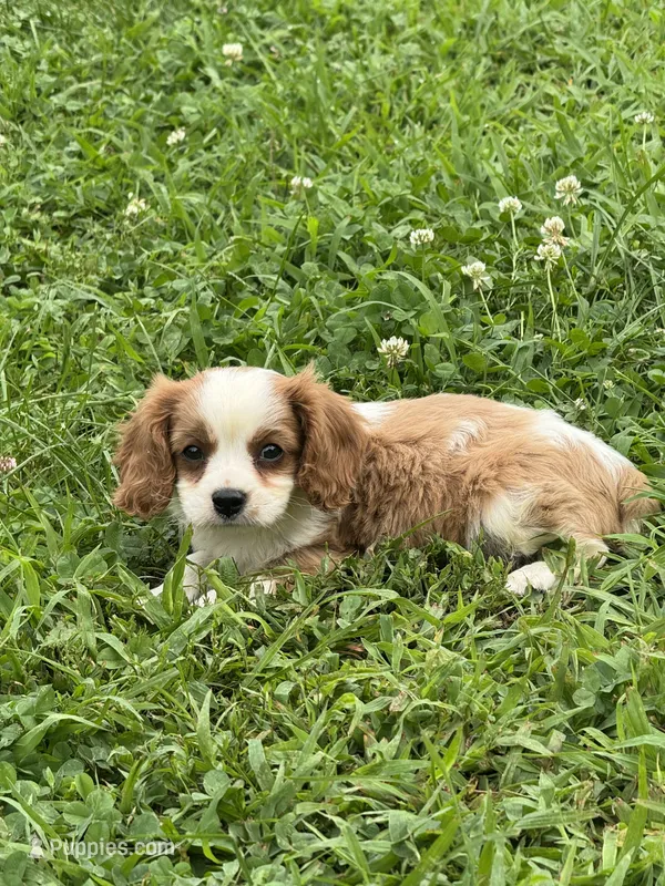 Reggie – Cavalier King Charles Spaniel puppy for sale in Cabool, MO