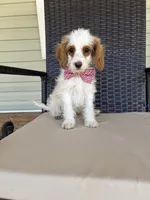 Scotty 3900, a male Cavapoo for sale in Cabool, MO – 1 of 1