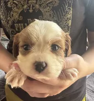 Reggie, a male Cavalier King Charles Spaniel for sale in Cabool, MO – 1 of 2