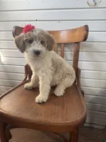 Daisy 1084, a female Miniature Goldendoodle for sale in Cabool, MO – 1 of 1