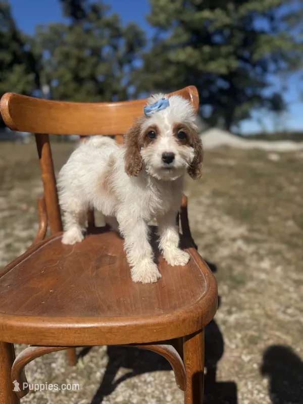Sammie 3556 – Cavapoo puppy for sale in Cabool, MO