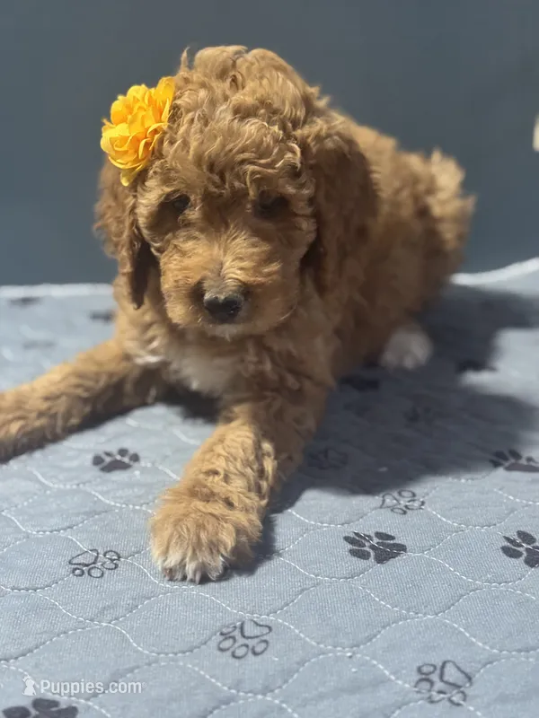 LaCie 0697 – Goldendoodle puppy for sale in Cabool, MO