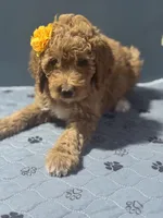 LaCie 0697, a female Goldendoodle for sale in Cabool, MO – 1 of 1