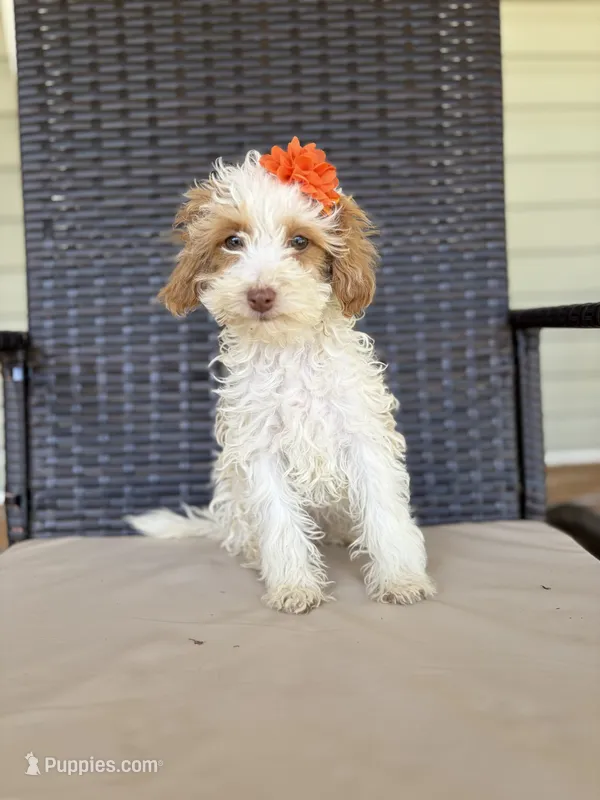 Sassy 172 – Cavapoo puppy for sale in Cabool, MO