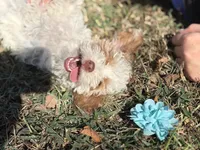 Sassy 172, a female Cavapoo for sale in Cabool, MO – 2 of 2