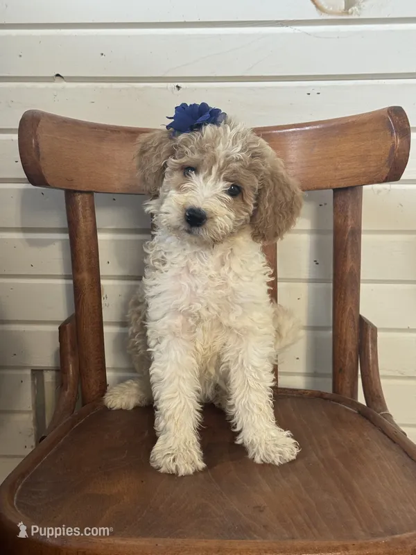 Daisy 1084 – Miniature Goldendoodle puppy for sale in Cabool, MO