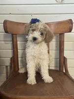 Daisy 1084, a female Miniature Goldendoodle for sale in Cabool, MO – 1 of 1
