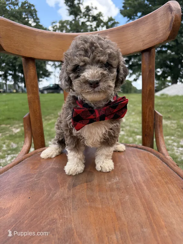 Hank 6080 – Miniature Aussiedoodle puppy for sale in Cabool, MO