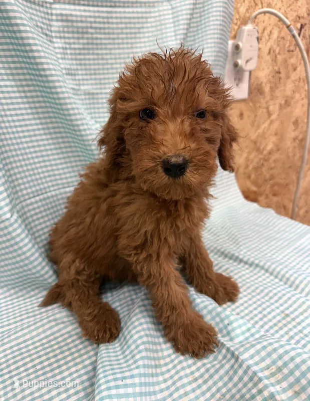 Polly 1510 – Goldendoodle puppy for sale in Cabool, MO