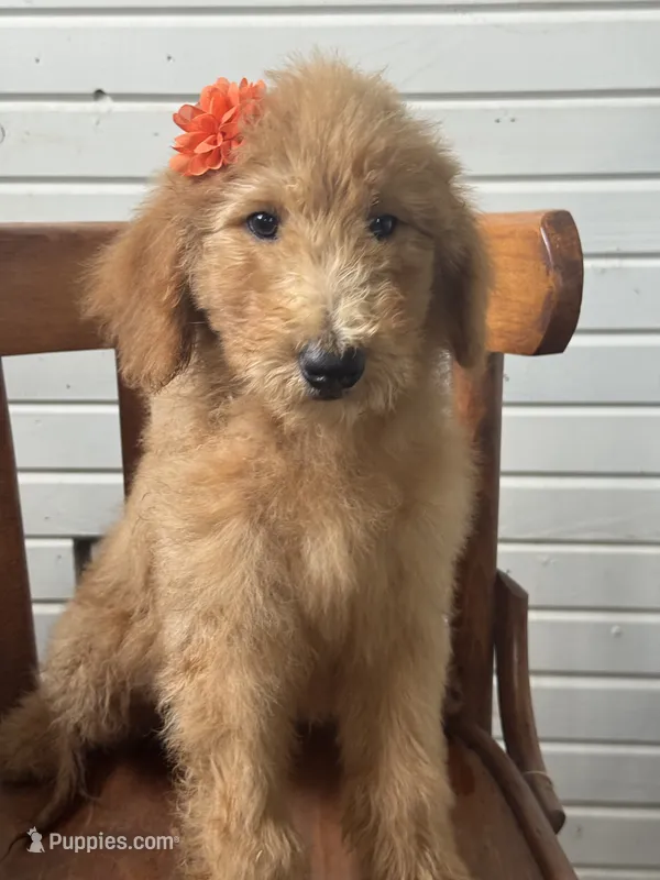 Annie 8341 – Goldendoodle puppy for sale in Cabool, MO