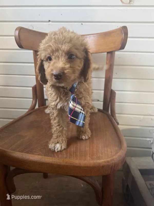 Harmon – Miniature Aussiedoodle puppy for sale in Cabool, MO