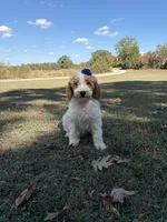 Dixie 1407, a female Miniature Goldendoodle for sale in Cabool, MO – 2 of 2