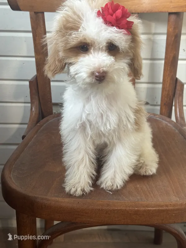 Sassy 172 – Cavapoo puppy for sale in Cabool, MO