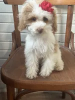 Sassy 172, a female Cavapoo for sale in Cabool, MO – 1 of 3
