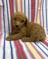 Parker , a male Goldendoodle for sale in Cabool, MO – 1 of 1