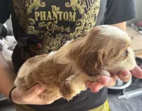Reggie, a male Cavalier King Charles Spaniel for sale in Cabool, MO – 2 of 2